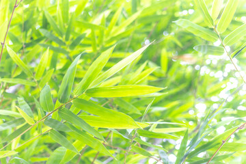 Beautiful bamboo leaves background and texture. Bamboo forest with natural light in soft blur style.