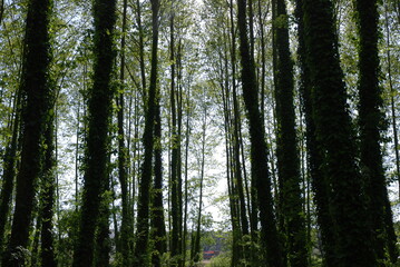 Trees in the Forest.