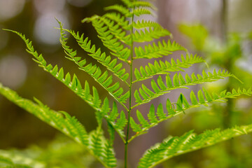 Paproć podświetlona zielona © Piotr