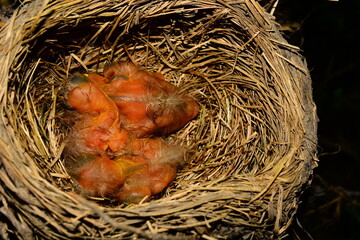 American Red Breasted Robin Turdus migratorius on day one of life.  Resting peacefully within their soft grassy built habitat on a spring day.  