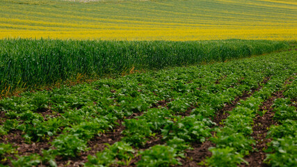 young potatoes, wheat and rapeseed in the field.