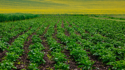Fototapeta na wymiar young potatoes, wheat and rapeseed in the field.