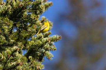 Wilson's Warbler