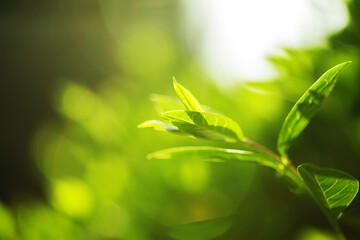 Fototapeta na wymiar Tea leaves at a plantation in the beams of sunlight.