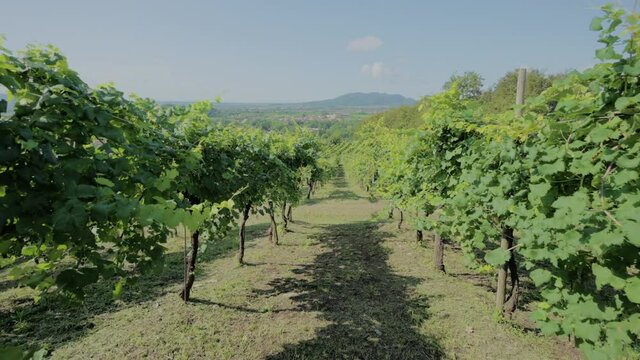 Descending hill in vineyard in Tuscany with a gimbal and Nikon Z6