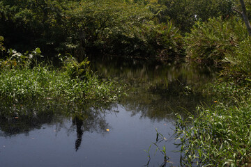 A pond in the middle of a mangrove swamp
