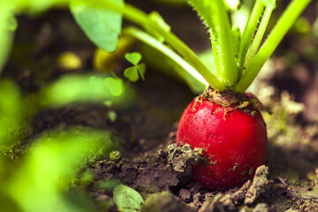 Ripe radish seendilg. Organic farming.