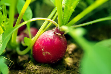 Ripe radish seendilg. Organic farming.