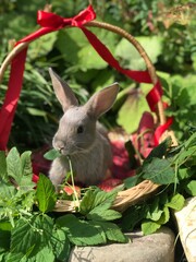 Bunnies in Baskets 057