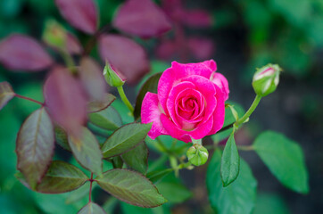 pink rose in garden