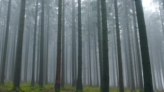 WS PAN Foggy forest / Serrig, Rhineland-Palatinate, Germany