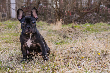 Portrait of French bulldog on a walk in park