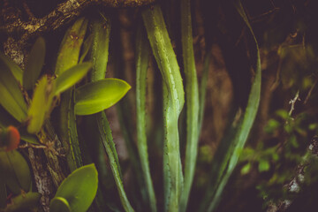Fototapeta na wymiar Close up of a green cactus and some leafs and blurry nature behind, fisheye