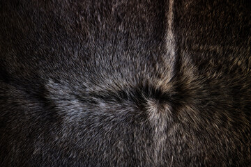 short dark hair of fur from a wild mammal animal like a wolf or a grizzly- flat hairy texture of a skin with a gap