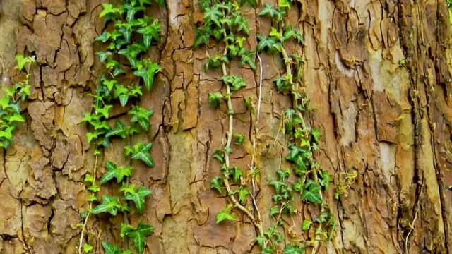 Wild ivy plant with green leaves spreads over trunk and above bark of big plane tree. 