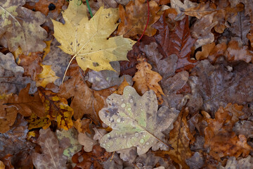 Autumn multicolor tree leafs with raindrops cover the ground