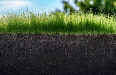 Poster Groen gedeelte van een gras met de grond en de wortels onder de blauwe lucht © Vaceslav Romanov