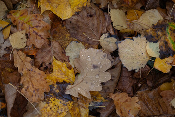 Autumn multicolor tree leaves in creative mess on the ground
