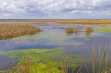 Calm Day on a Wetland Marsh