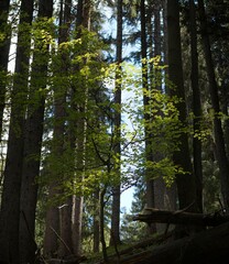 Obraz premium Stitched Panorama