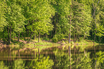 Fototapeta premium landscape of a forest lake in a bright summer day
