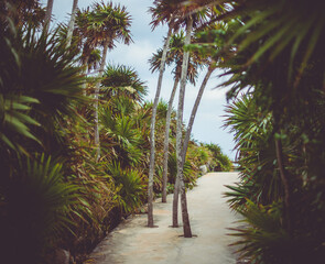 Nice path to a tropical beach with palms, way, road, Xel-ha Mexico