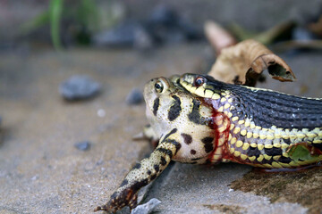 Snake Eating a Frog 