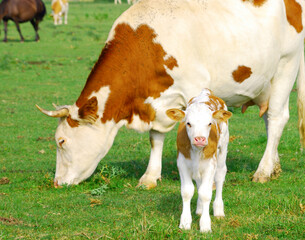 Cow grazing with calf looking on