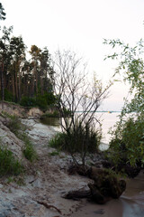 Obraz premium Beach with pine forest in the rainy morning, Kyiv sea