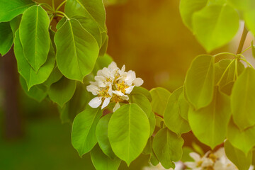 Blooming apple tree branches with white flowers, spring nature background