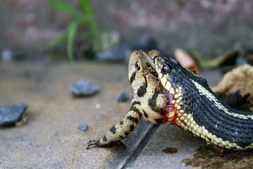 Snake Eating a Frog
