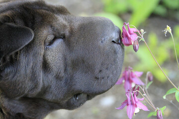 Shar Pei Dog Smelling Flower