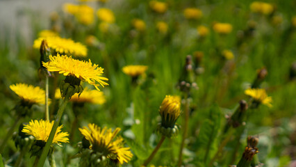 Side view. Yellow flower on green grass. Spring meadow. Yellow dandelions. Taraxacum officinale
