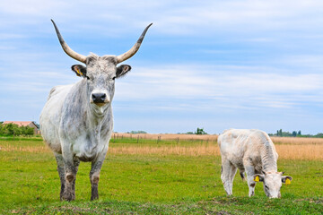 Cow and calf in field. Cow with big horns. Cow eating grass in green field.