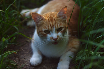 a white-and-red cat lies on a path among the grass