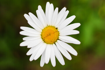 Obraz premium Single chamomile flower in a meadow, top view