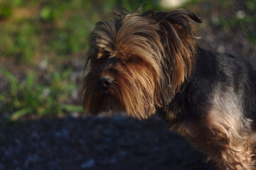 a small dog with an angry shaggy face