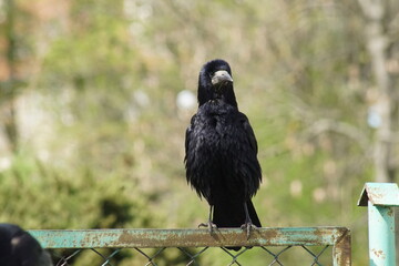 Ptak ,gawron ,dziki ptak ,ptak w mieście ,czarny ptak