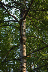 Fototapeta premium birch trunk with branches on a summer day