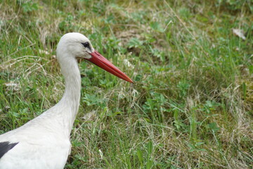 Bocian ,ptak bocian ,bocian,zwieżę