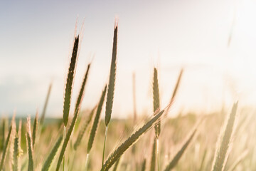 Ears of golden wheat, close up. Rural scene under sunlight of sunset. Summer background of ripening spikelets of agriculture landscape. Harvest, natural product.