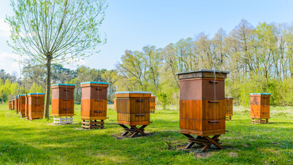 Beehives in apiary near forest. Bio Honey Production and Beekeeping Concept