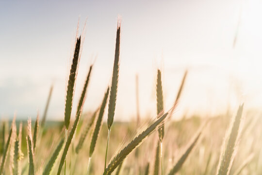 Ears of golden wheat, close up. Rural scene under sunlight of sunset. Summer background of ripening spikelets of agriculture landscape. Harvest, natural product.