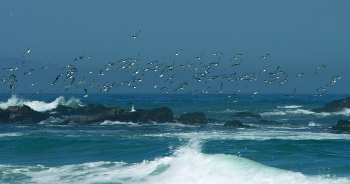 WS TS SLO MO Flock of birds flying over sea / Claremont, Cape Town, South Africa
