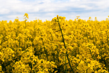 Beautiful field of yellow rape. A closeup photo of a rapeseed flower. Growing seeds of agricultural crops. Rapeseed oil. Spring, sunny landscape with blue sky. Wallpaper of nature in Belarus. Isolated