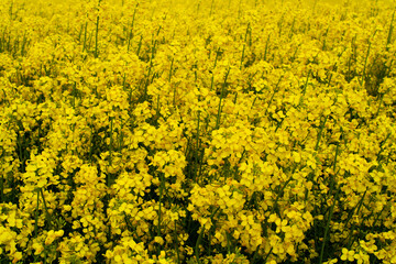 Obraz premium Beautiful field of yellow rape. A closeup photo of a rapeseed flower. Growing seeds of agricultural crops. Rapeseed oil. Spring, sunny landscape. Wallpaper of nature in Belarus. 
