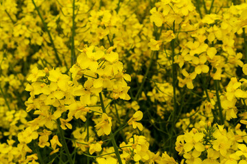 Beautiful field of yellow rape. A closeup photo of a rapeseed flower. Growing seeds of agricultural crops. Rapeseed oil. Spring, sunny landscape. Wallpaper of nature in Belarus. 