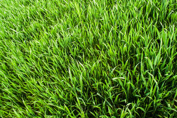 Beautiful field of young green wheat. Nature wallpapers. Growing seeds of agricultural crops. Spring landscape with green grass. 
