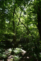 Woodland at nature reserve, Askham Bog, near York, North Yorkshire, England, UK