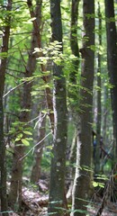 Bergwald im Fr&uuml;hlingslicht